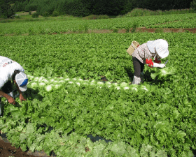 農家さんが野菜を収穫している